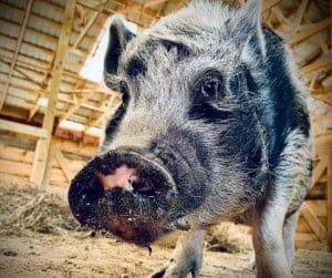close up of grey and black rescue pig Chandra in a barn