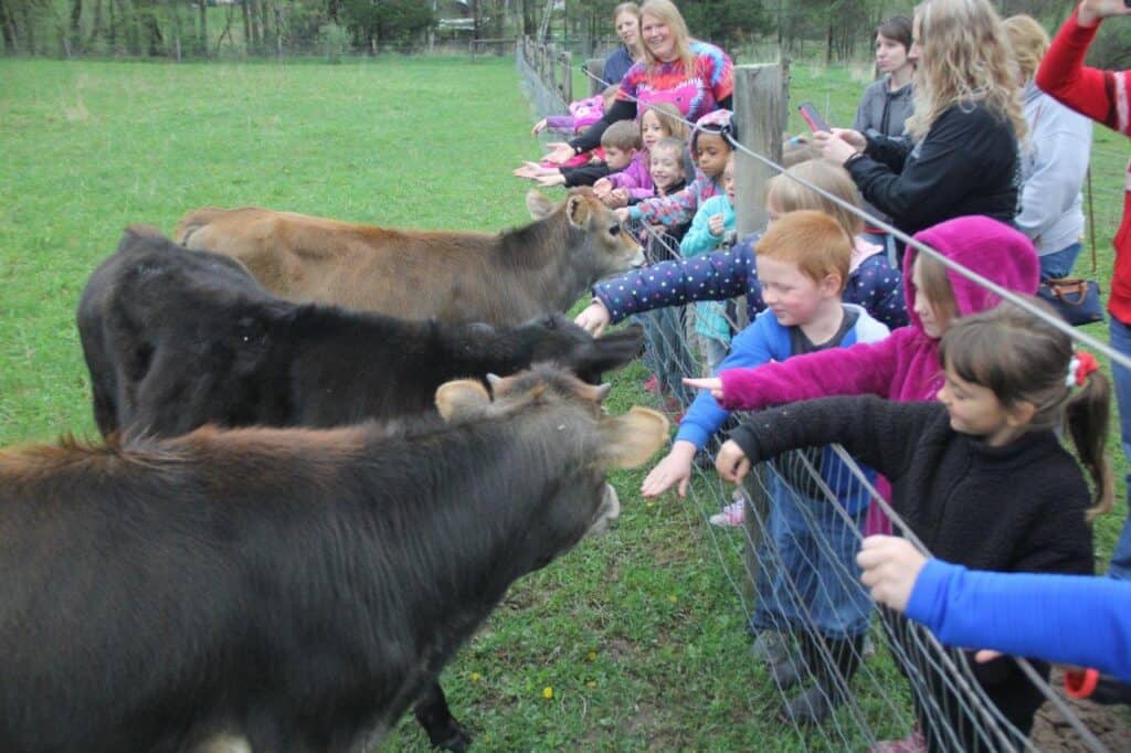 Children visiting with rescued calves