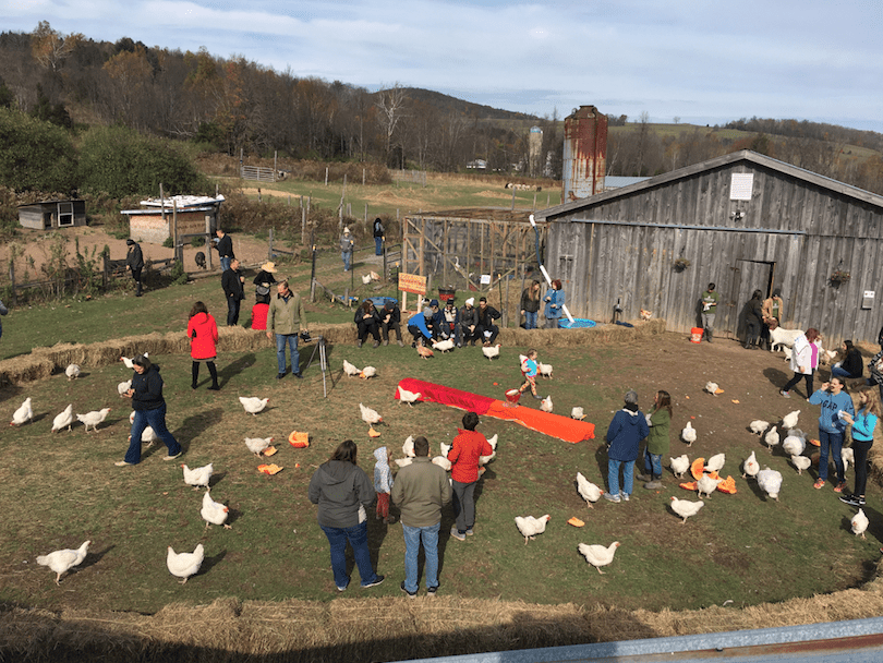 Guests and rescued turkeys and birds during ThanksLiving at Indraloka