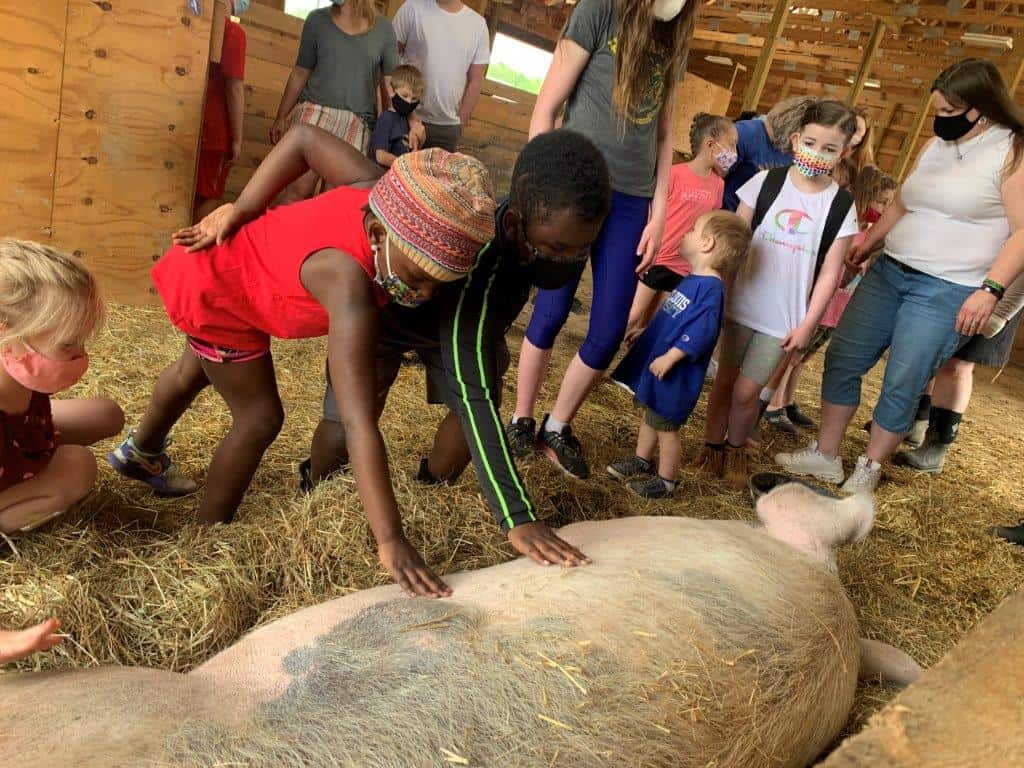 Children petting a rescued pig relaxing on a bed of straw during an educational kids event at Indraloka