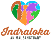 Photos of rescued animals and Indraloka logos