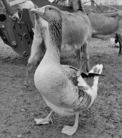 black and white photo of a goose