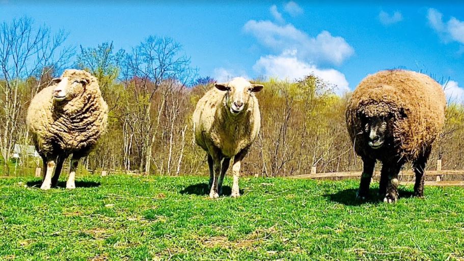three rescued sheep enjoying the sun on a meadow