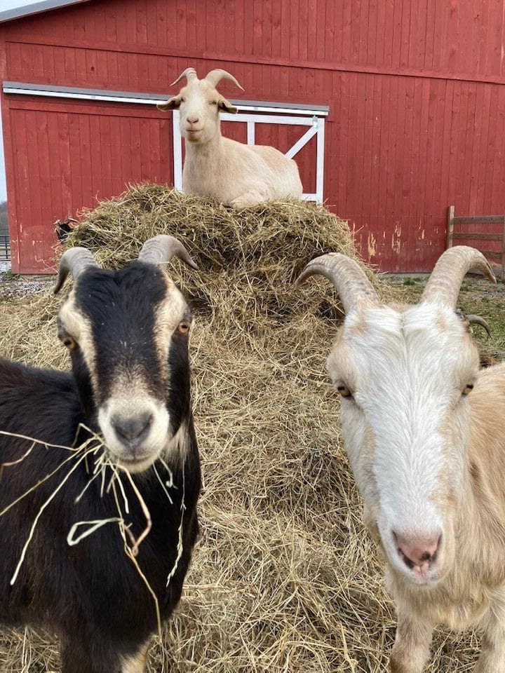 3 rescue goats enjoying hay