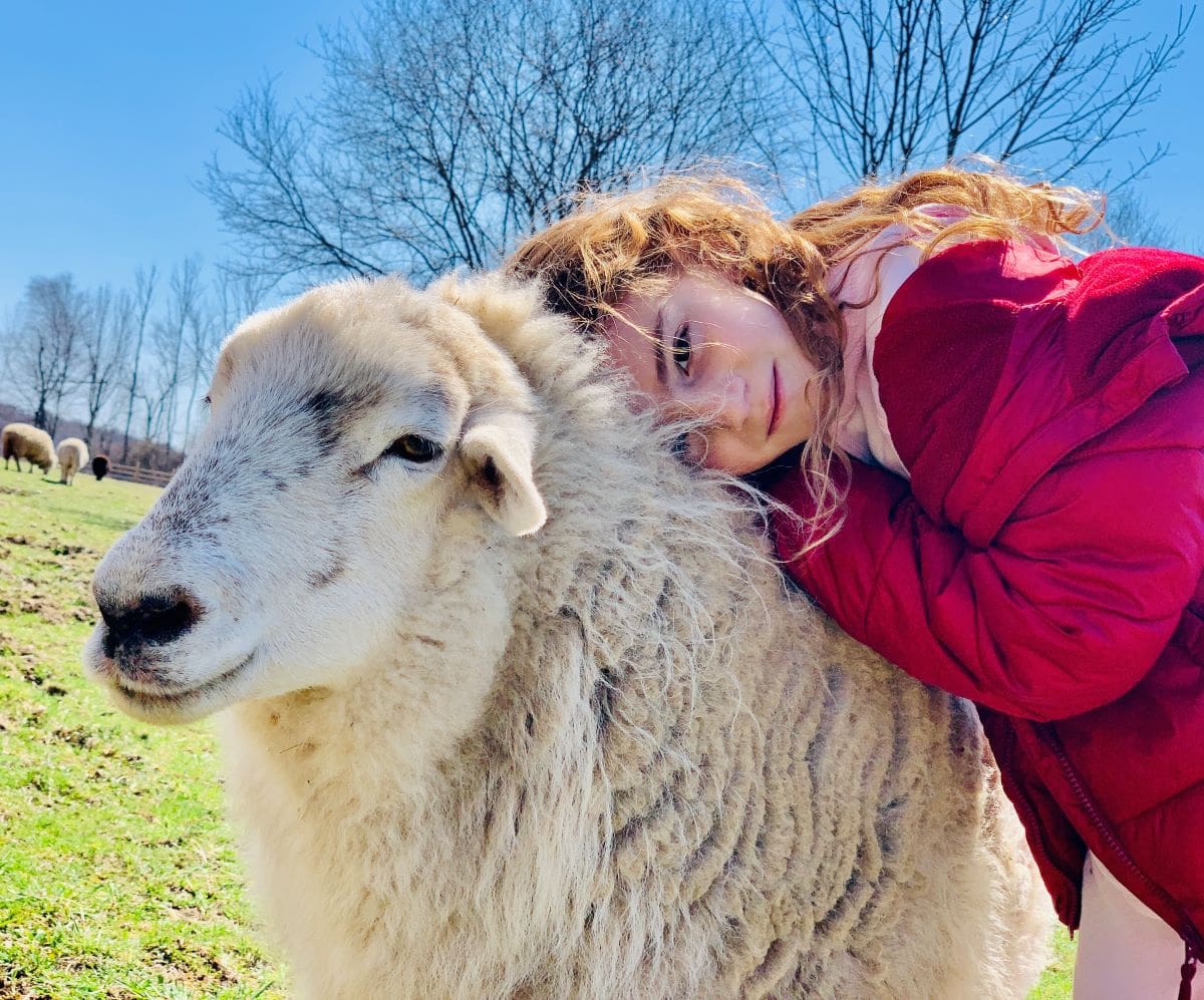 Kid snuggling with a rescued sheep
