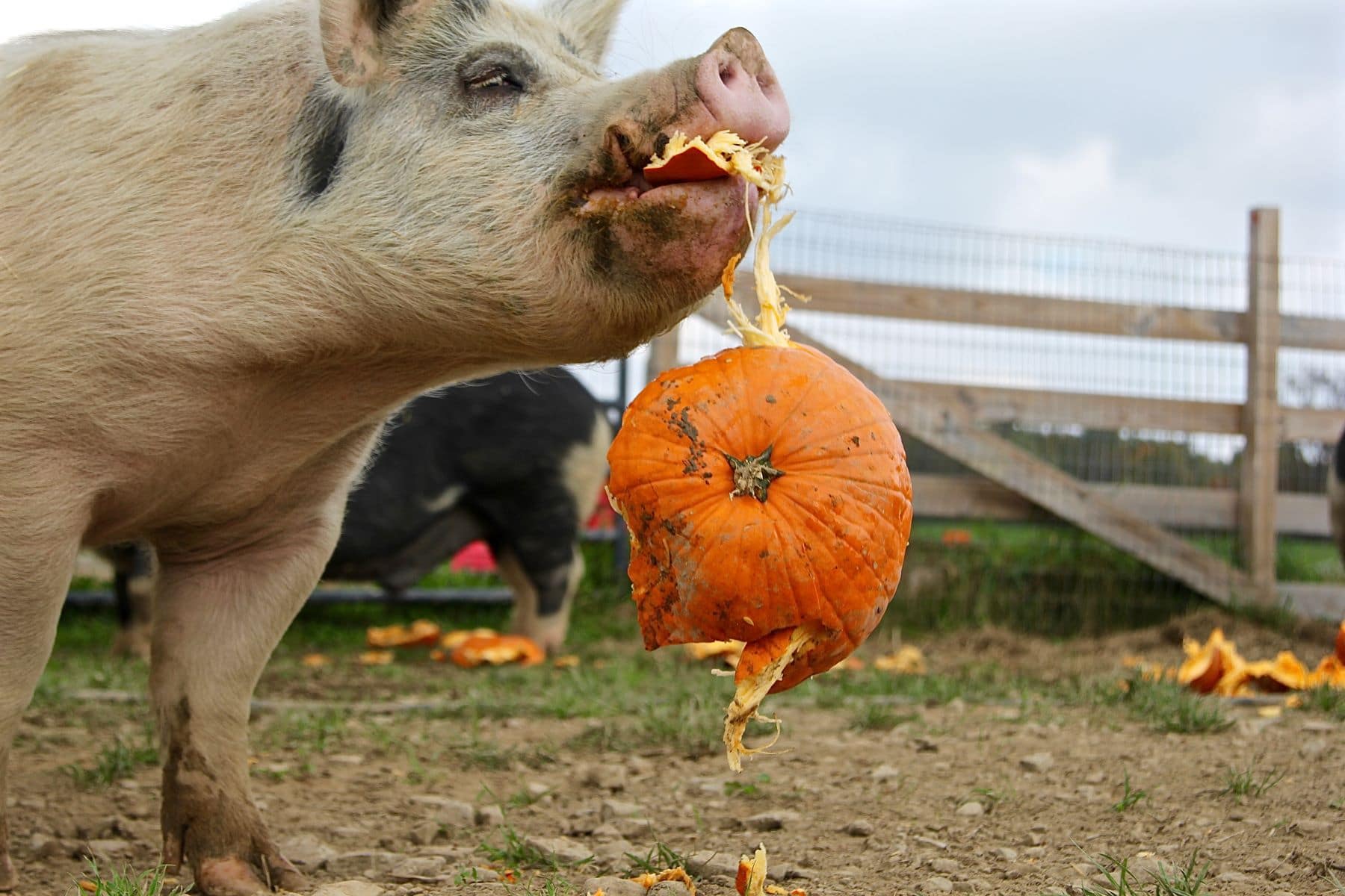 Rescue Pig enjoying eating a pumpkin