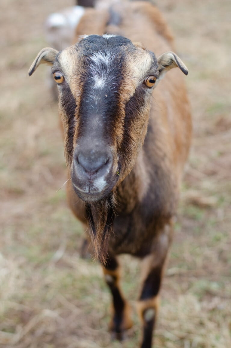 Close up of rescue goat Ramona