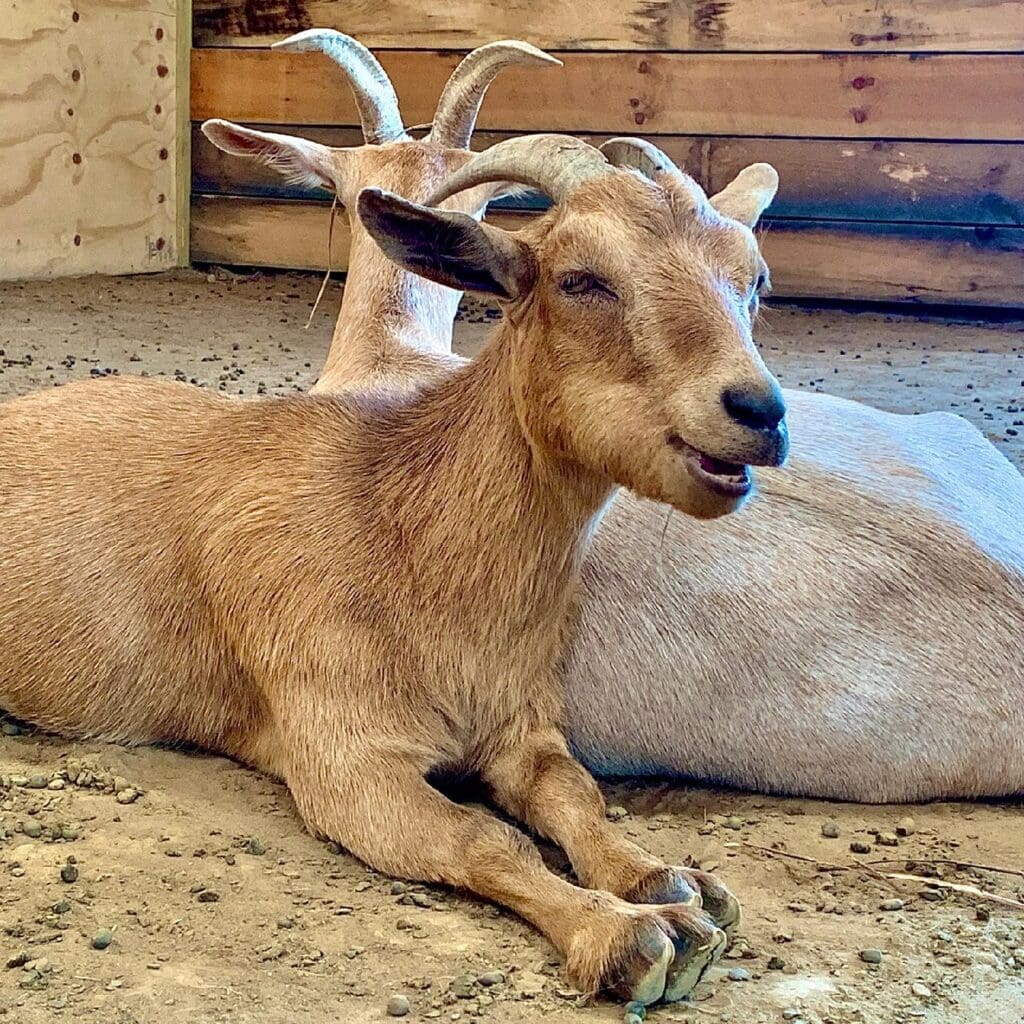Mother and son rescue goats relaxing in the barn