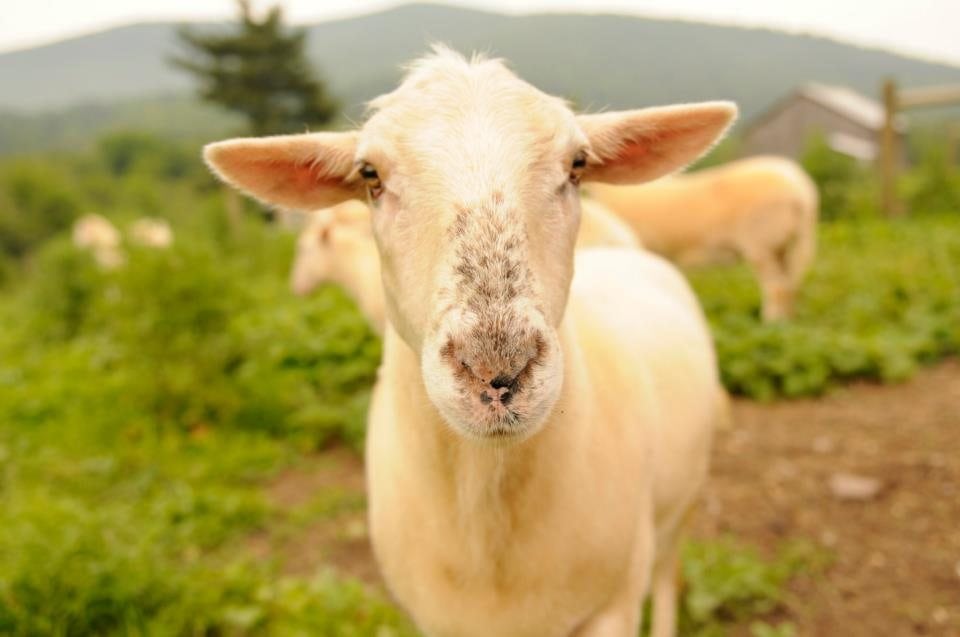 rescued sheep with freckles on a meadow