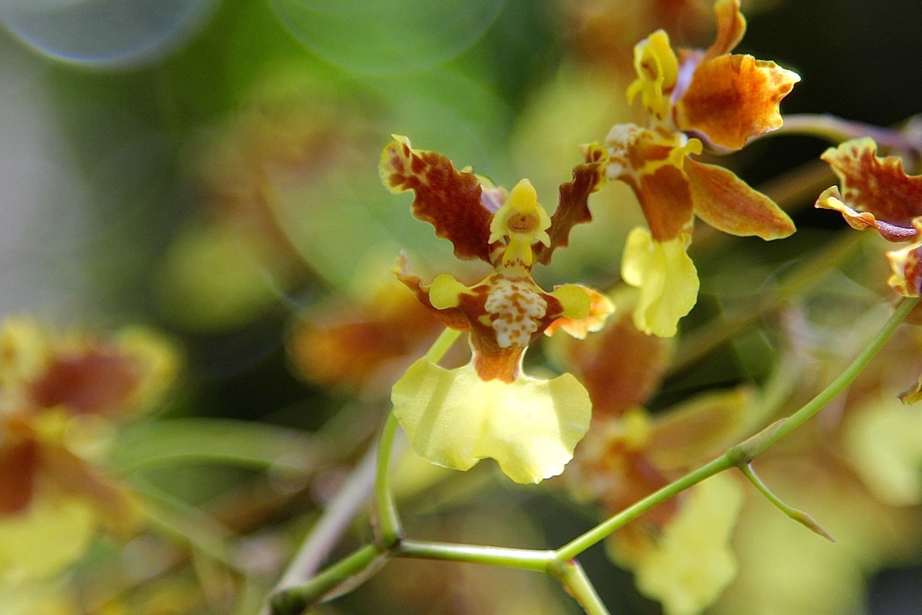 Yellow and brown orchids