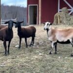 2 black rescue sheep with Sunita who was recused from slaughter in 2019