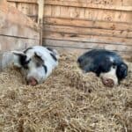 Two rescued pigs resting comfortably and save in a barn at Indraloka Animal Sanctuary