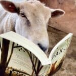 A rescued sheep with a book in front of her face looking like she is reading