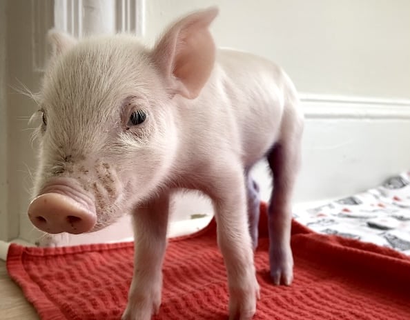 Rescued piglet Babe standing on a red towel