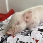Rescued piglet Babe sleeping peacefully