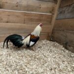 Colorful rooster in a barn. He is one of the rescued birds from a Cockfighting Ring and Backyard Breeders
