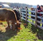 Visitors feeding pumpkins to rescue cows