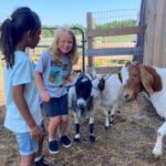 2 kids playing with 3 rescue goats at Indraloka Animal Sanctuary