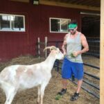 A rescue goat named Soul being given treats by her caregiver Ryan