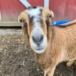 A close up of a rescue goat named Ramona