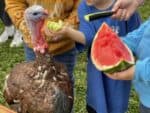 Kids offering fruit and vegetables to a rescued turkey
