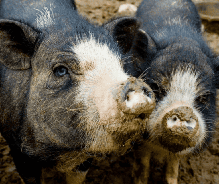 Two pigs looking at a camera. The larger pig stands on the left and has blue eyes. The pig on the right has a muddy nose.