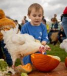 A boy in a blue shirt watching a white chicken pecking at a pumpkin half. People in the background