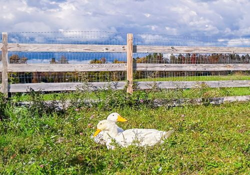 Two white ducks cuddling on grass in a pasture in front of a wooden fence. Colorful trees in the background