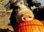 a black and beige pig digging into a pumpkin