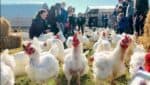 many white rescue chickens running free through a guard of honor formed by human adults and kids. barn buildings in the background