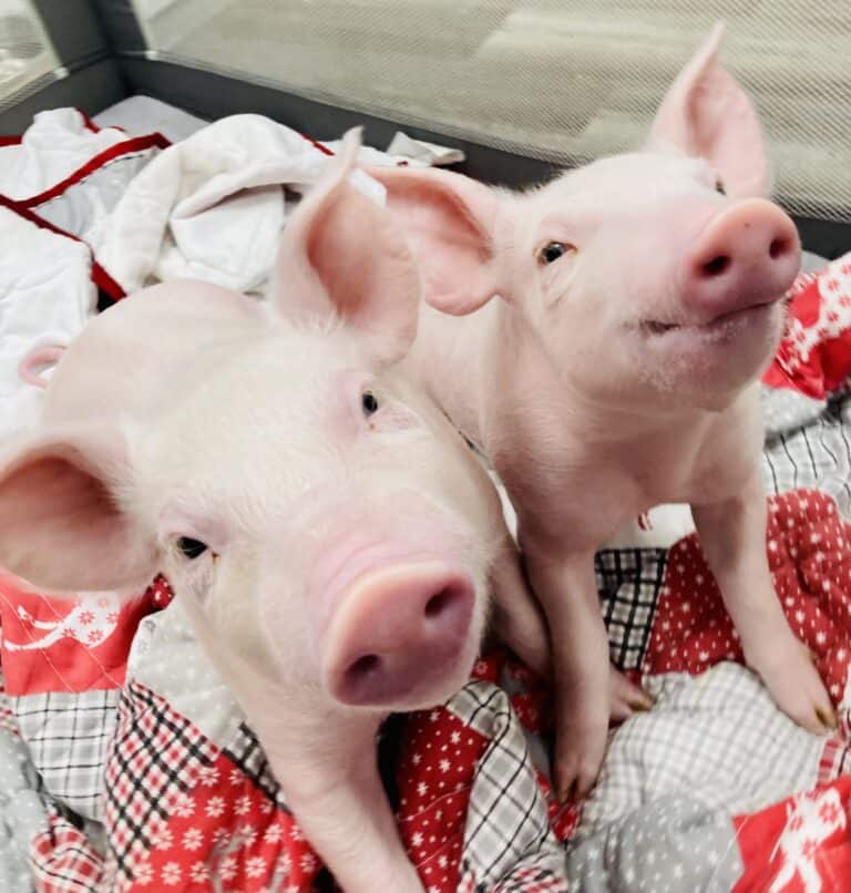 Piglets need sterilization surgery