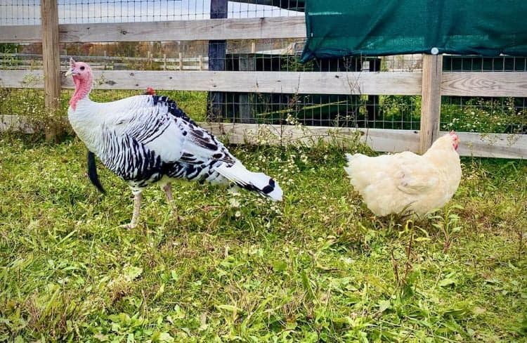 a black and white rescued turkey and a white rescued chicken on grass in front of a wooden fence