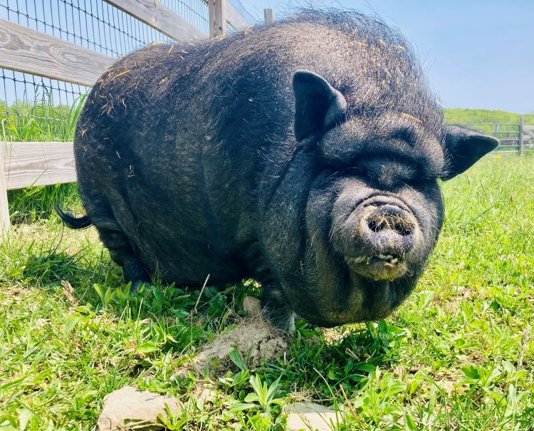 close up of a black potbelly pig on grass in front of a wooden fence