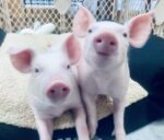 two rescue piglets sitting next to each other looking curiously into the camera