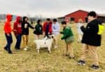 A group of teenagers standing around and playing with mini goats