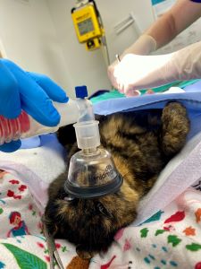 A feral cat under anesthesia is being neutered at the NEPA VET Rescue Clinic at Indraloka Animal Sanctuary