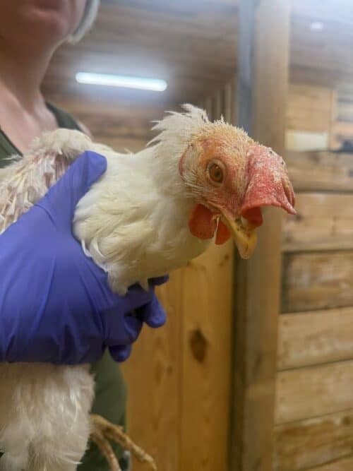 A white hen in a barn at the sanctuary after her rescue from a commercial egg farm being gently held by a rescuer